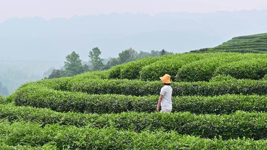 年轻亚洲女性在茶园里走动赏茶