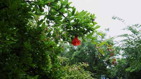 雨中石榴花