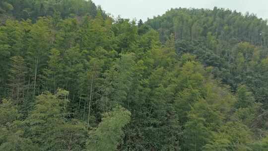 皖南山区大山中的葱郁的竹林景观