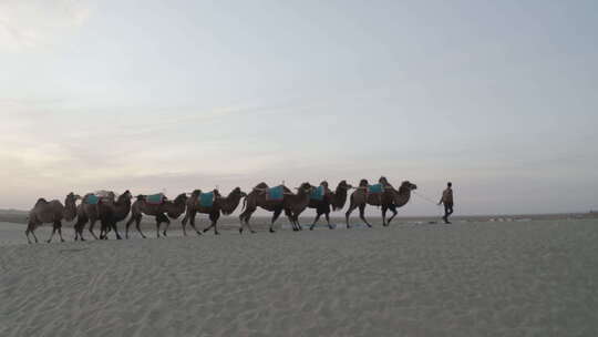 沙漠驼队 沙漠旅游视频素材模板下载