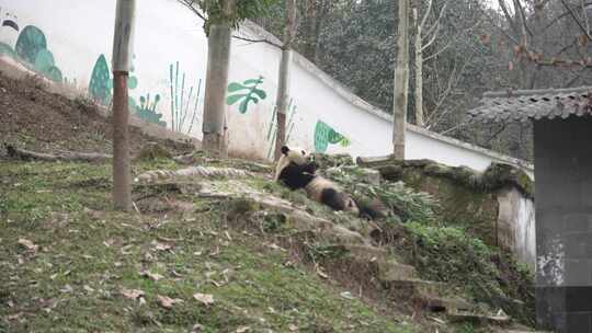 野生动物园的大熊猫