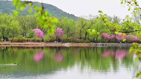 春天湖水边盛开的鲜花绿植水中倒影
