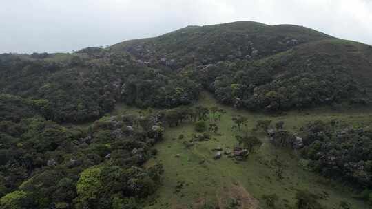 信宜八排顶高山杜鹃花航拍