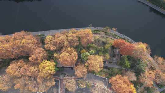 秋天枯黄树枝树叶植物森林城市秋天