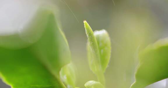 杭州西湖龙井新茶嫩茶叶特写