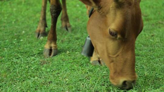小牛吃草实拍视频