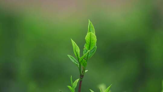 茶农采茶春茶白茶绿茶茶叶毛尖手工茶采茶