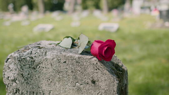 墓碑上的鲜花视频素材模板下载