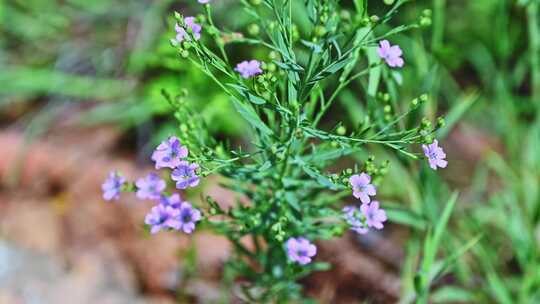 夏季雨后山间野花昆虫采蜜