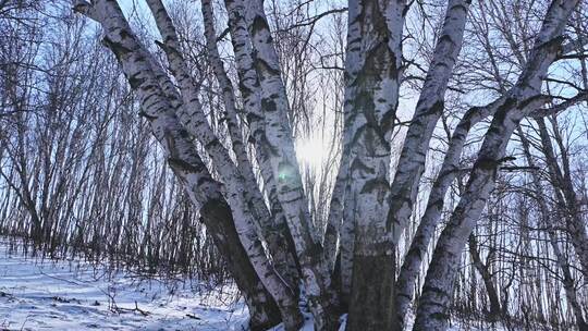 冬季森林白桦林蓝天雪景