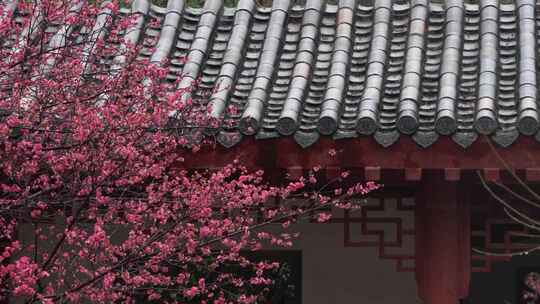 下雨天武汉东湖梅园雨中的梅花合集