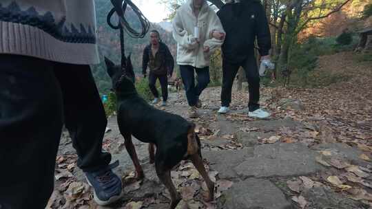 南黄古道：家庭亲子出游牵着狗山间石阶徒步