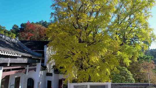 航拍南岳衡山福严寺古建筑群以及千年银杏树