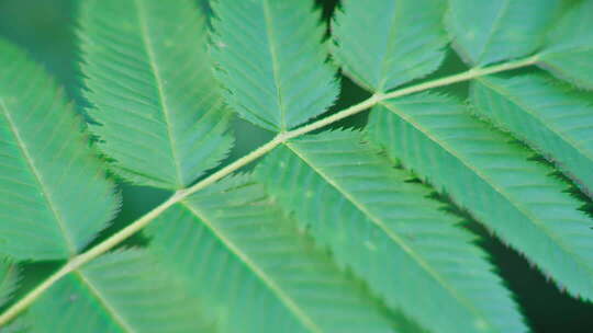 阳光树叶清新阳光光影树荫自然清新夏天