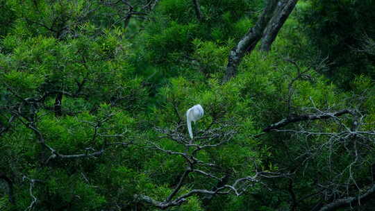 白鹭站在树枝上视频素材模板下载