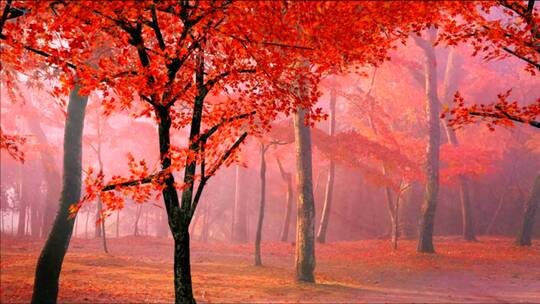 红色的枫树叶随风飘落视频素材模板下载