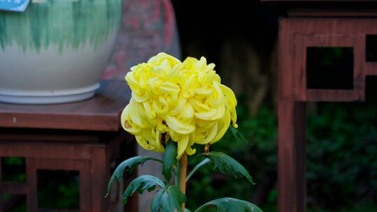 菊花展览特写视频素材模板下载