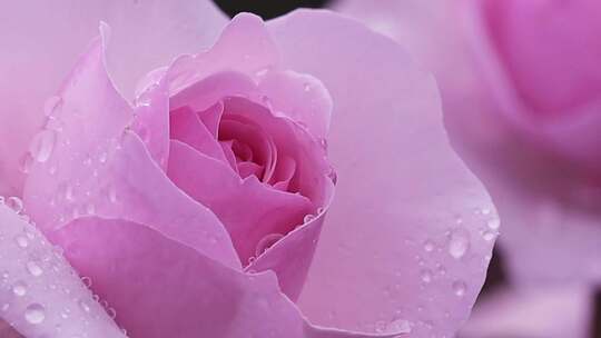 粉色的玫瑰花带着露水