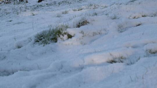 白雪覆盖的乡村枯树的平移镜头视频素材模板下载