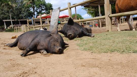 农场里的猪躺在地上休息
