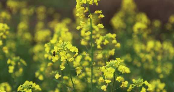 春天油菜花蜜蜂采蜜慢镜