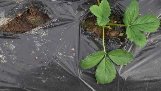 草莓园 农田 农业作物 水果 绿色植物 温室