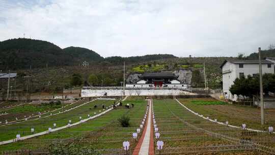 劳动空镜刨土锄地农场工人耕作劳作翻土