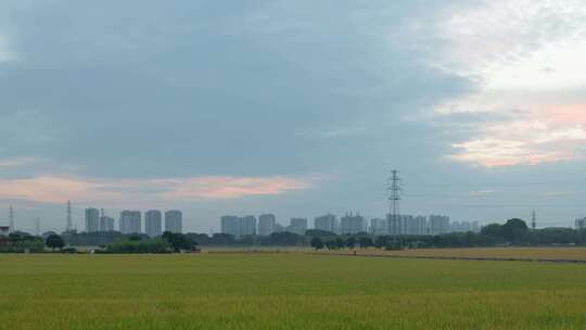 朝霞下的稻田田园风光延时