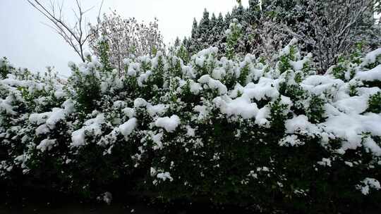 冬季雪天休闲广场公园植物树梢上的积雪