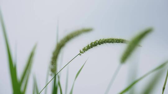 初夏花朵勤劳的蜜蜂采蜜生态花海