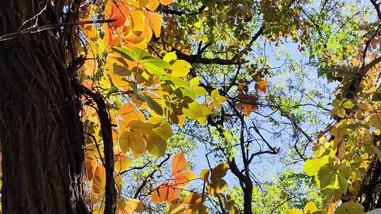 风中的秋叶色彩缤纷视频素材模板下载