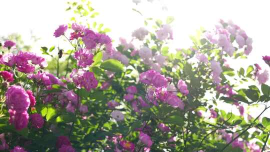 逆光明亮的蔷薇花治愈风景