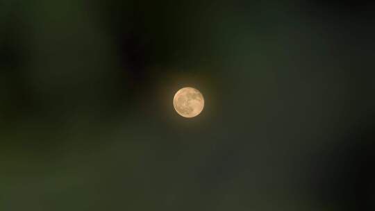 树叶月亮十五中秋月亮赏月满月圆月树林月亮视频素材模板下载
