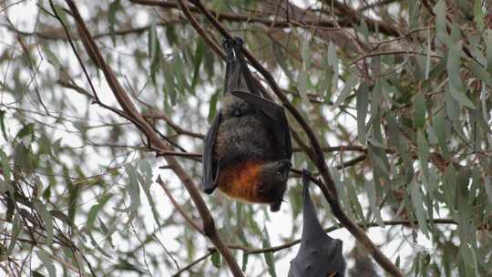 果蝠飞狐倒挂在树枝上伸展翅膀。白天马夫拉，维克