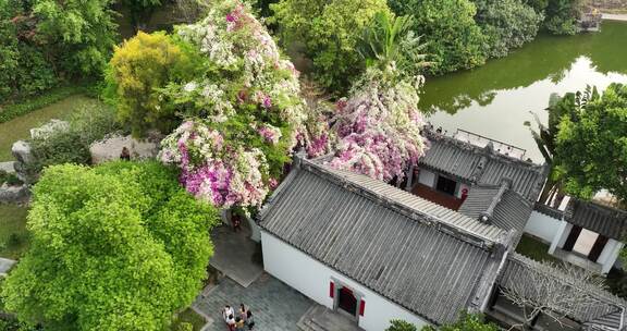 岭南庭院古建繁花似锦