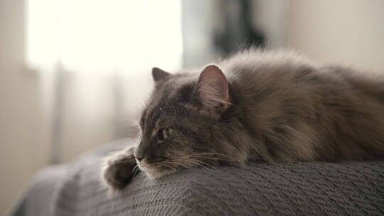 灰色猫躺在客厅沙发上的特写