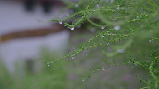 雨天小草上水珠