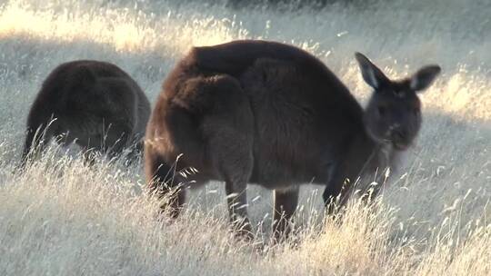 澳大利亚的袋鼠一边吃草一边抬头看