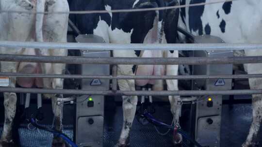 现代奶牛场内部奶牛及自动化挤奶产线视频素材模板下载