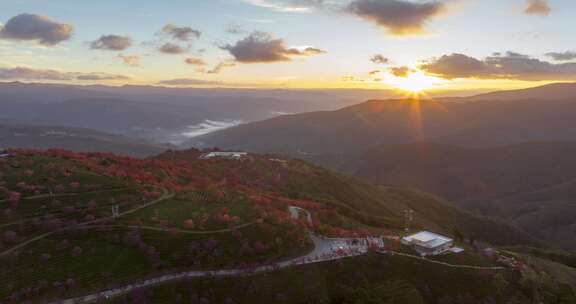 （延时）冬日无量山樱花谷日出云海茶园