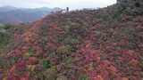 秋日漫山红叶游客登山游玩俯瞰景象高清在线视频素材下载