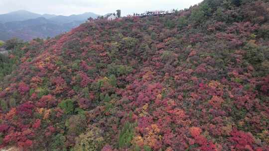 秋日漫山红叶游客登山游玩俯瞰景象