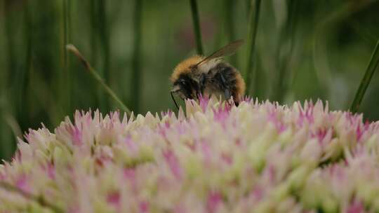 Carder Bee，昆虫，授粉，石杉