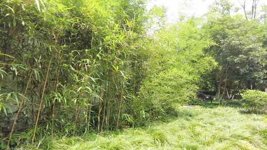 竹林树林的庭院