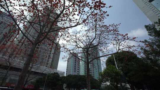 城市中盛开的木棉花与高楼