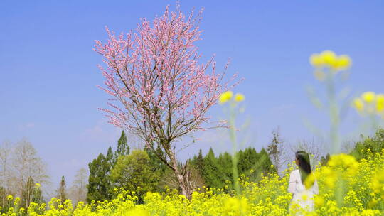 油菜花海中的粉色桃花和美女