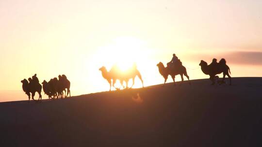 日落沙漠骆驼群