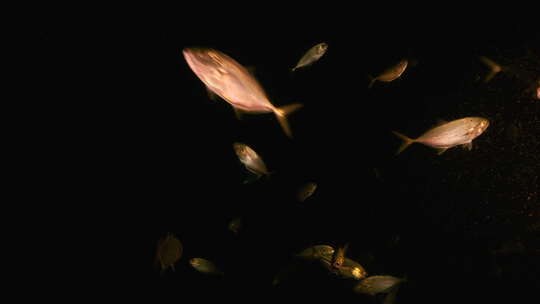 夜间海底游动的鱼群【4K】