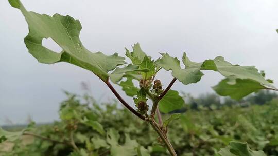 苍耳实拍