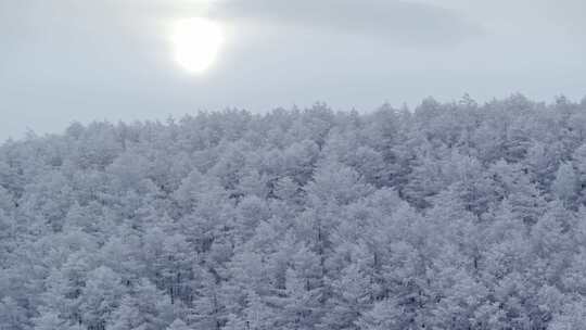 冬季雪山雾凇雪松树挂景观